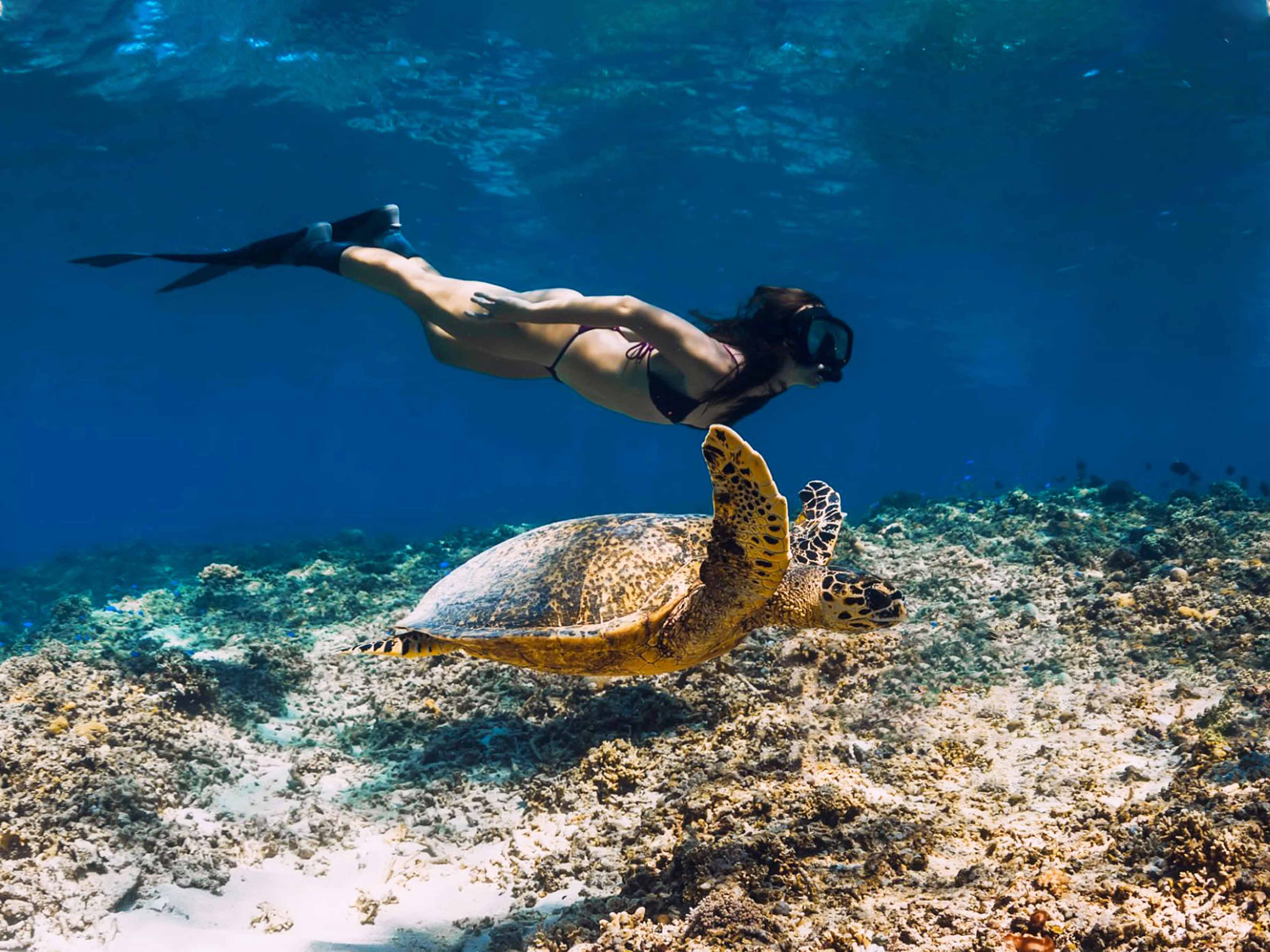 Snorkeling With Turtles