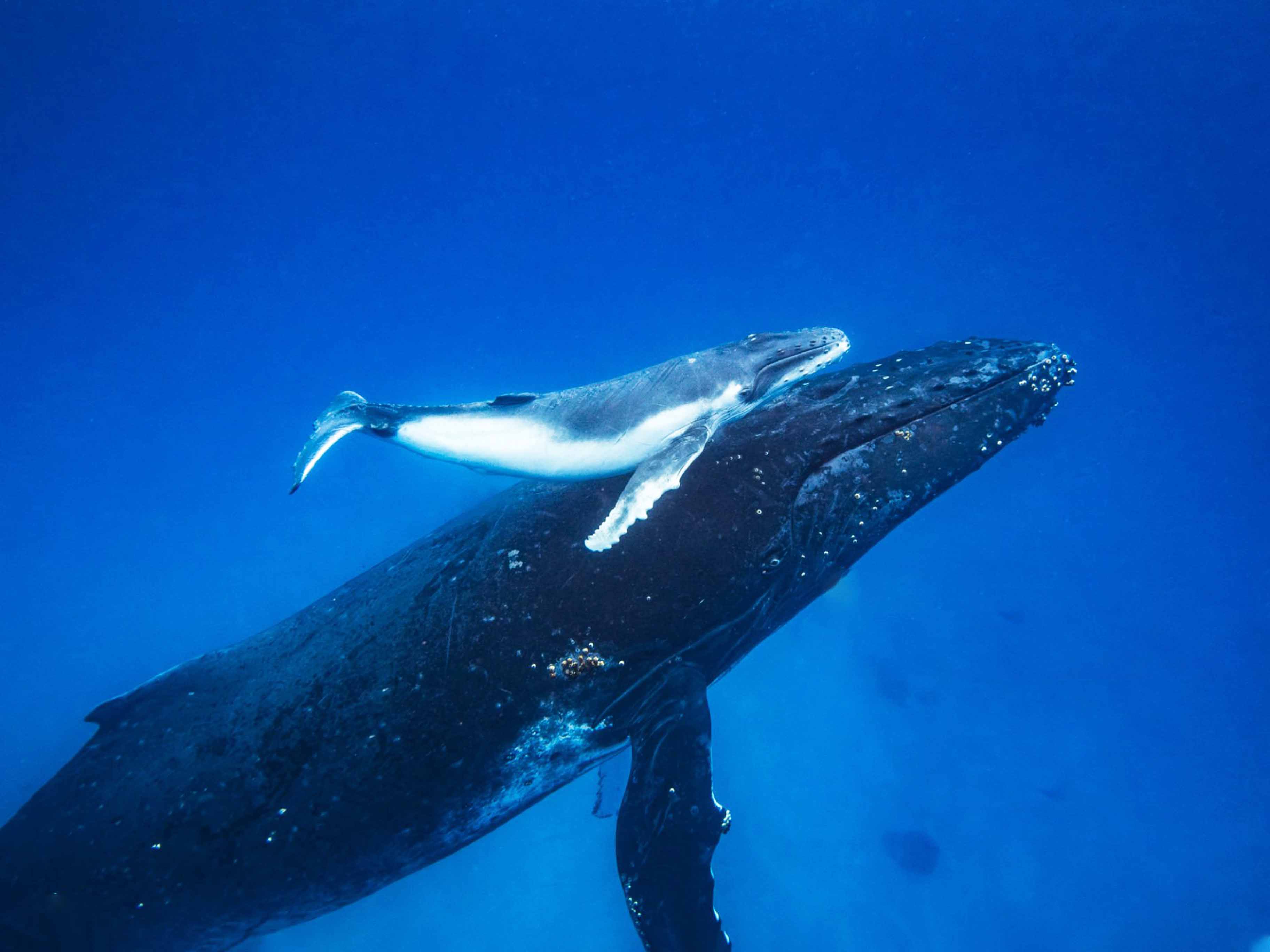 Snorkeling With Whales